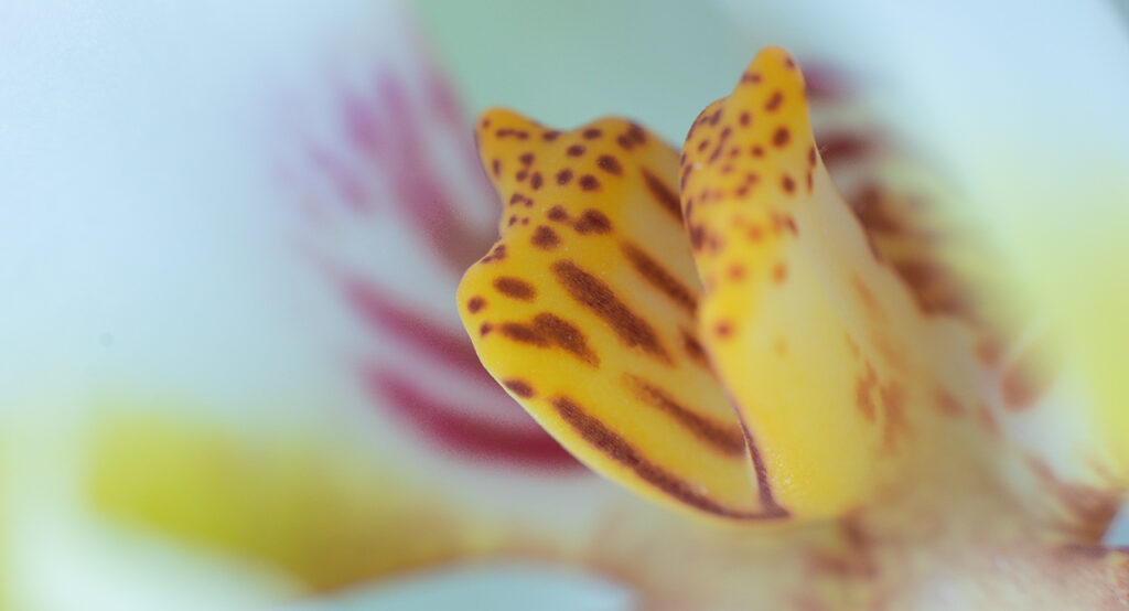Inquadratura macro di un'orchidea